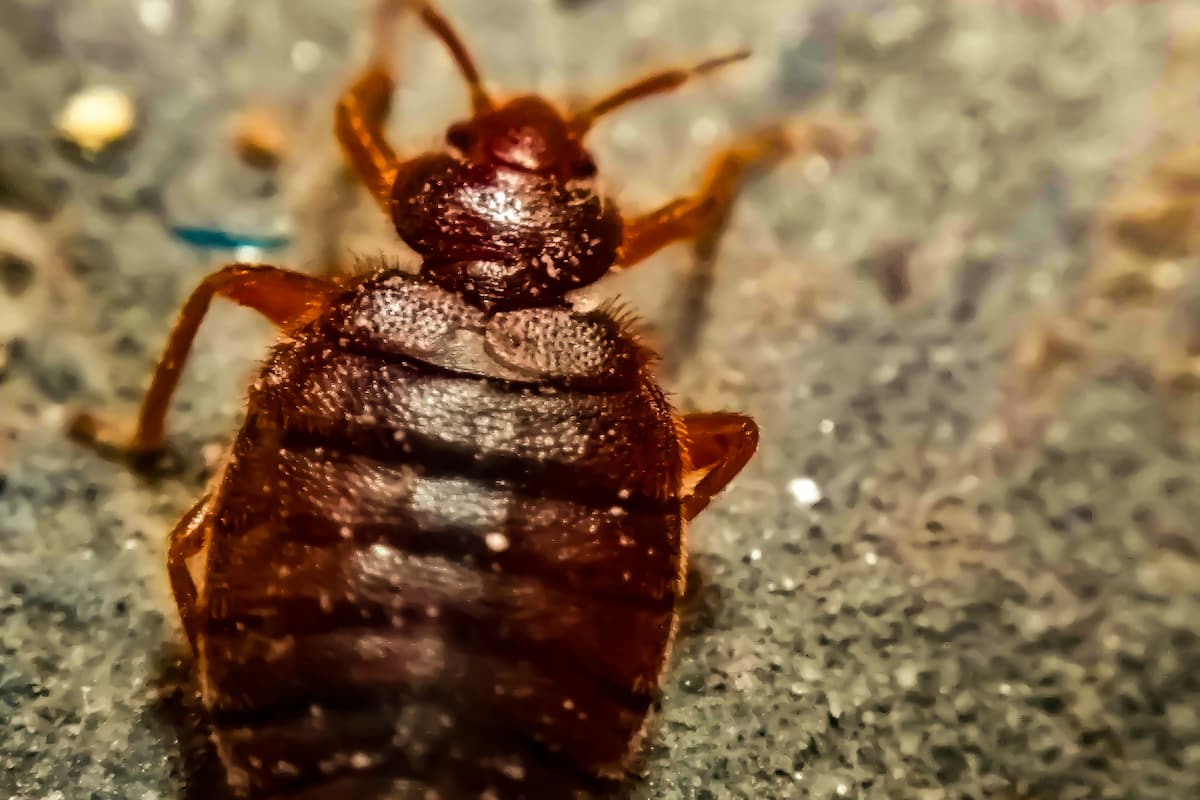 Close-up photo of a bed bug with a blurred background.