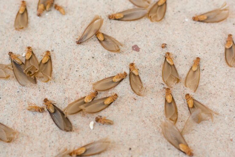 How To Know If Termites Are Gone After Treatment?