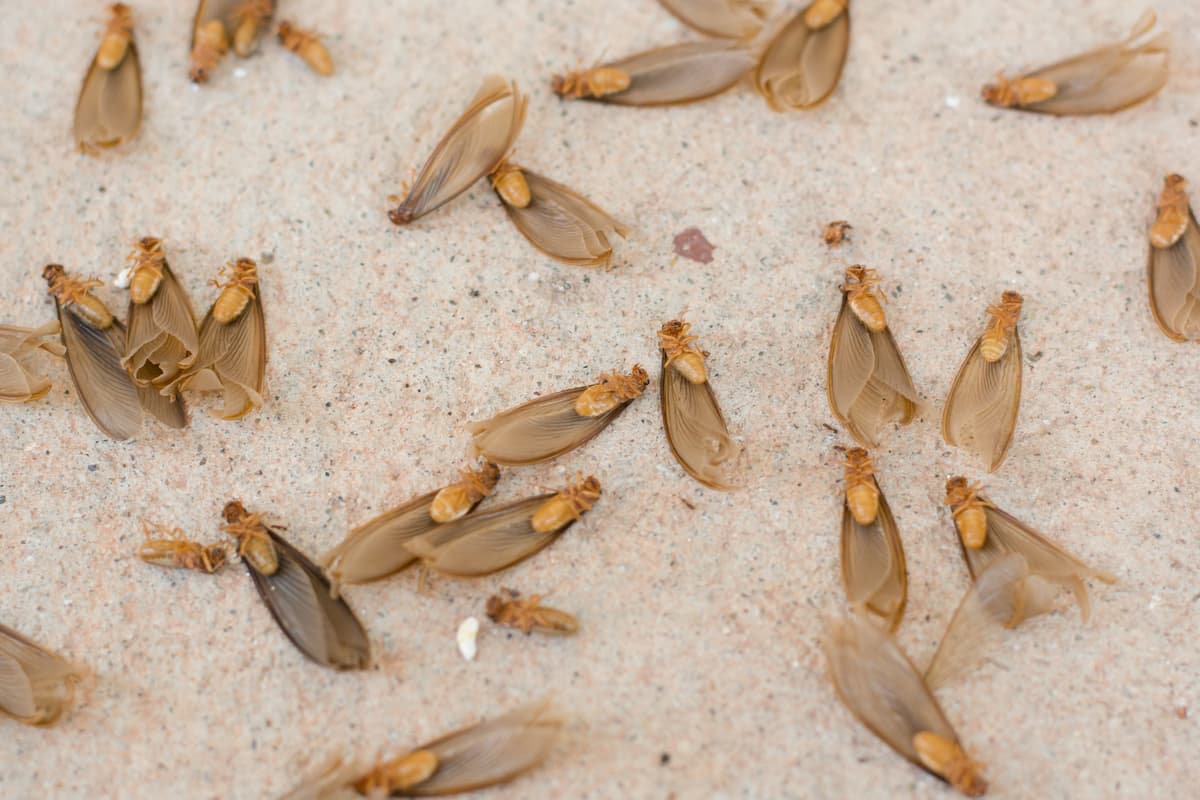 Dead winged termites are on the ground. 