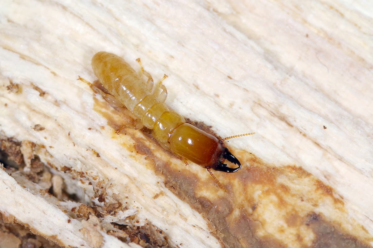 Close-up photo of a drywood termite on wood. 