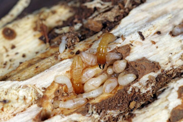 Do Termites Stay In One Area?