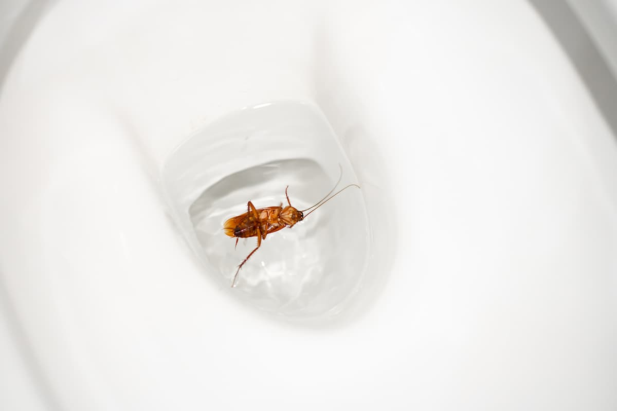 A dead cockroach floating in the toilet. 