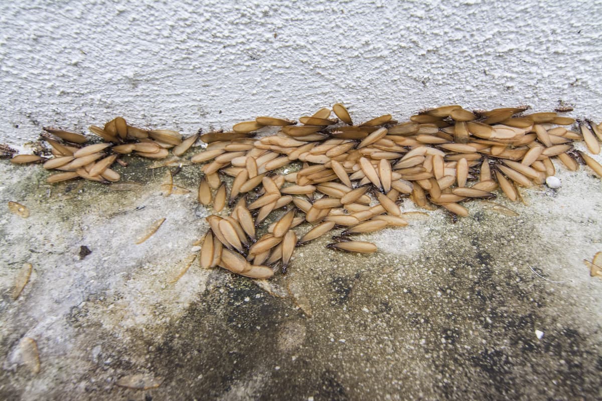 Group of swarmer termites on the floor.