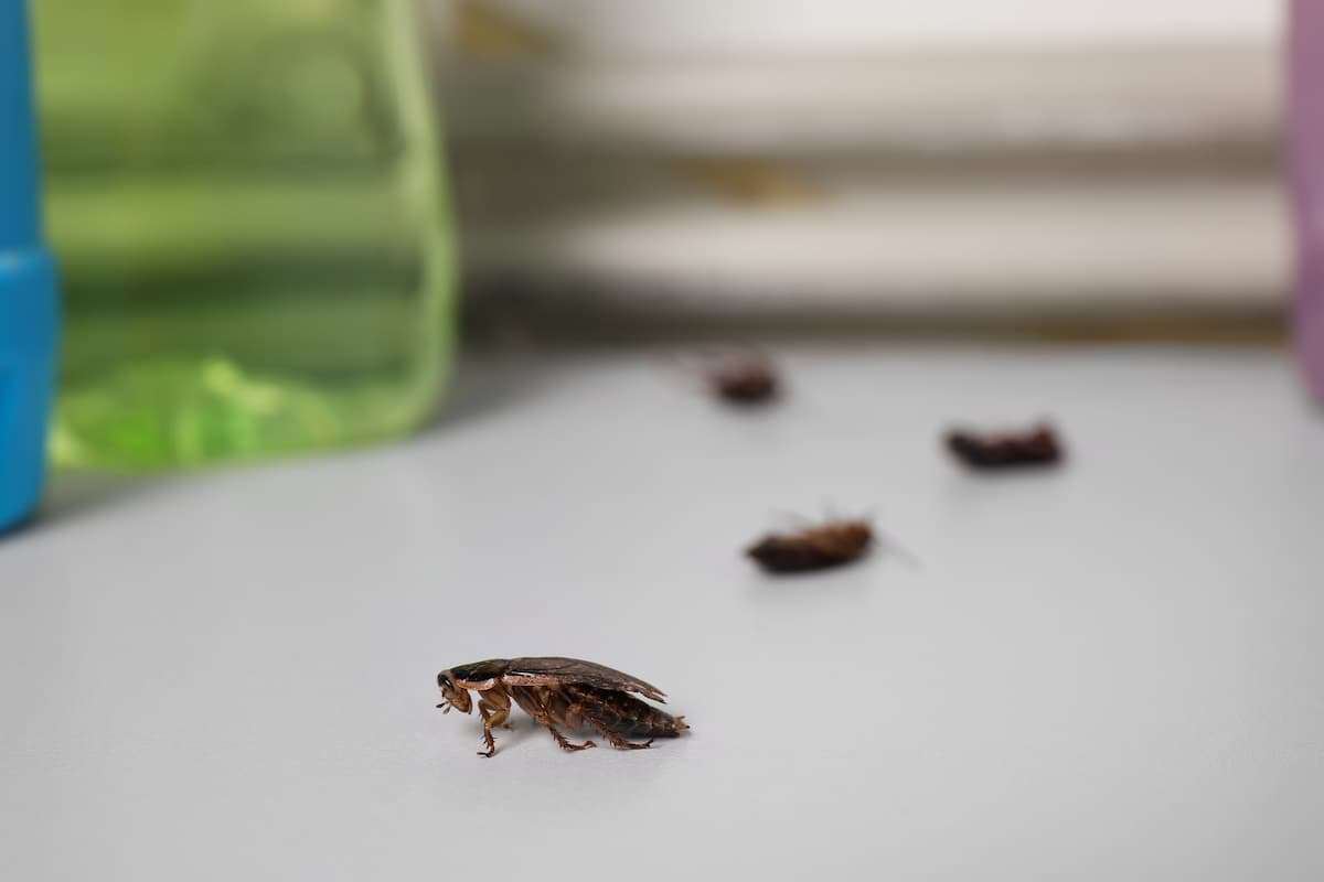 A close-up photo of a cockroach with a blurred background of dead cockroaches. 