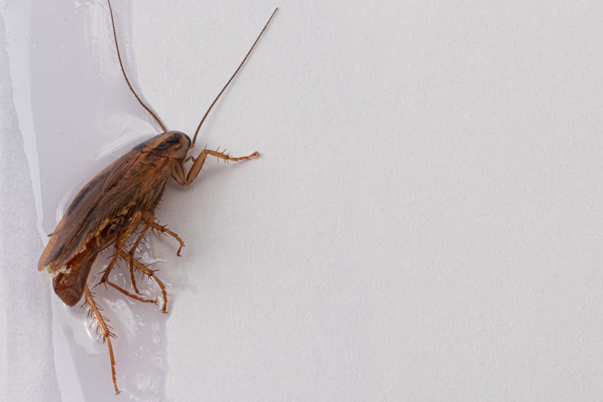 A cockroach trapped in a glue trap. 