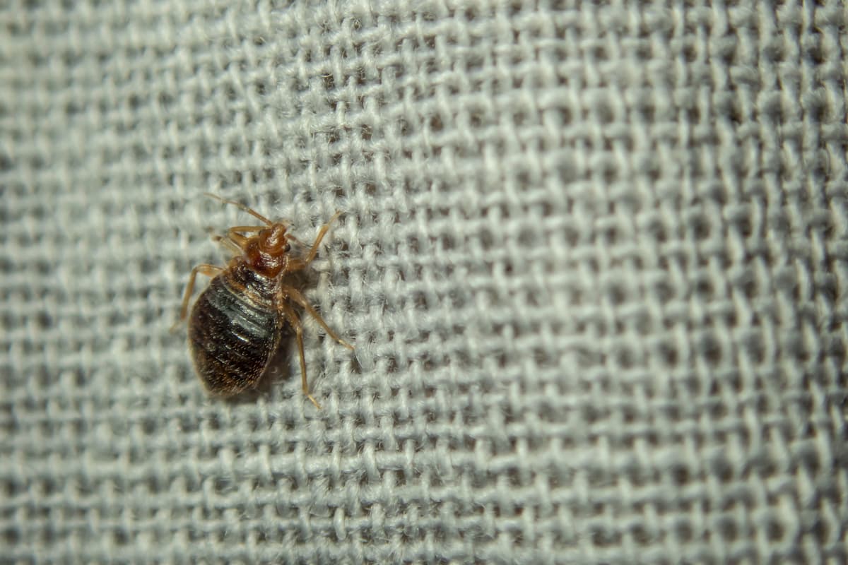 Close-up photo of a bed bug on a fabric.