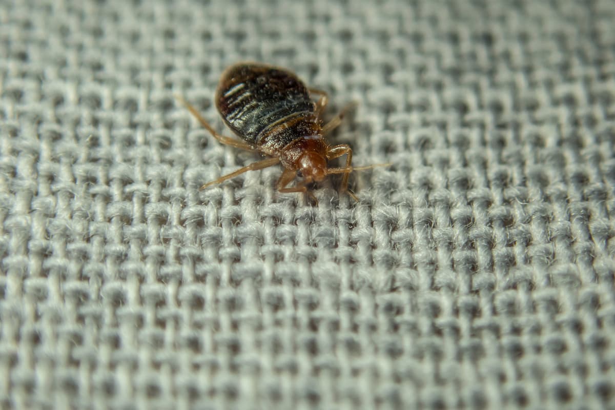 Close-up photo of a bed bug crawling on a fabric.