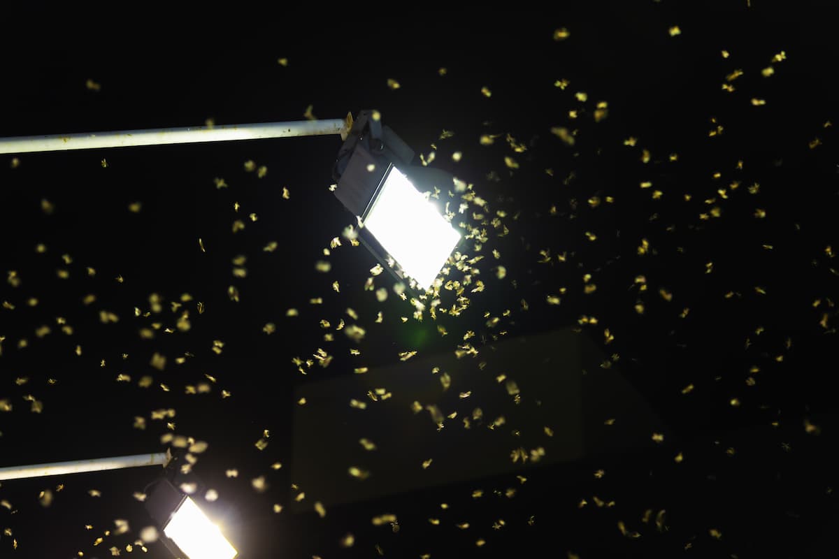 A group of winged termites flying around a streetlight at night. 