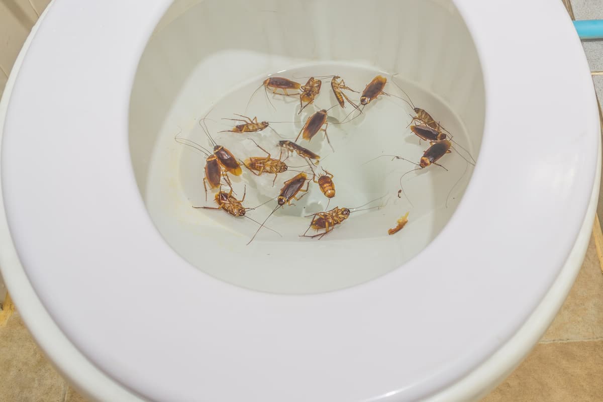 Dead cockroaches floating in the toilet.