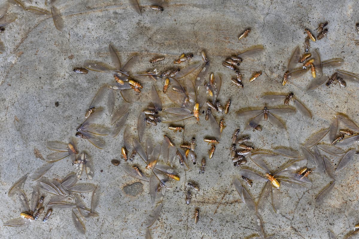 Group of dead winged termites on the floor. 