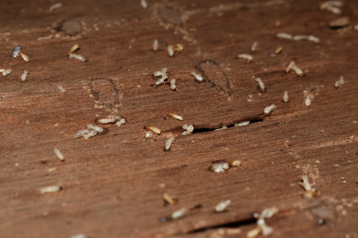 Dead termites on wood. 