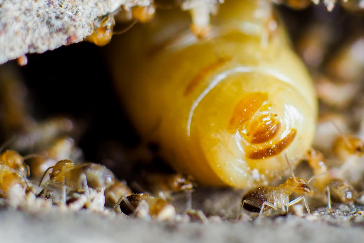 Close-up photo of a queen termite. 