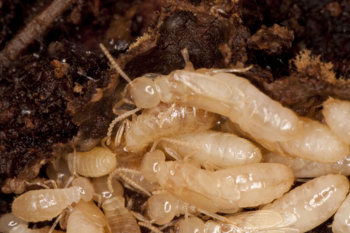 Close-up photo of white termites. 