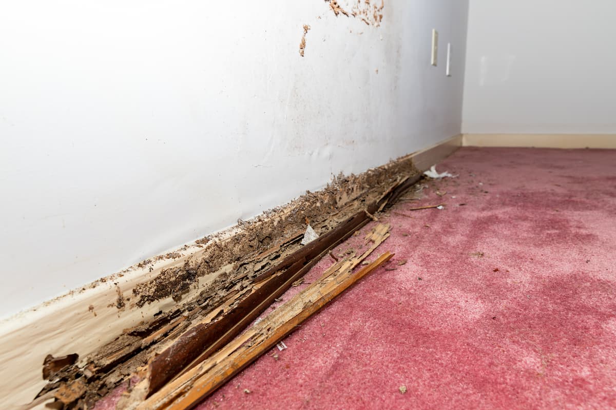 Termite damage to the house's baseboard.