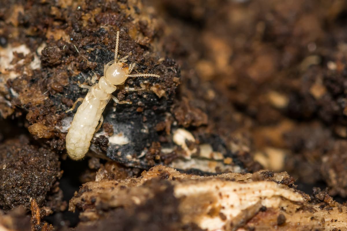 Close-up photo of an eastern subterranean termite. 