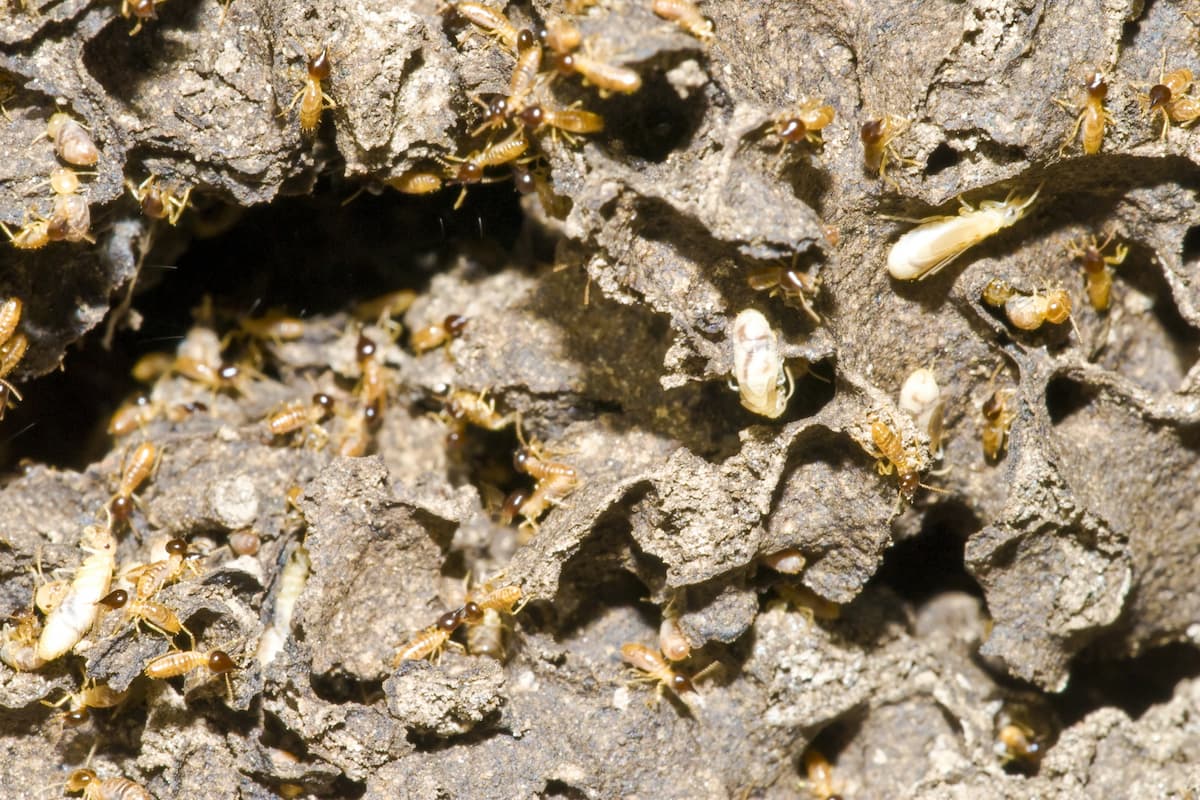 Photo of termites' colony.