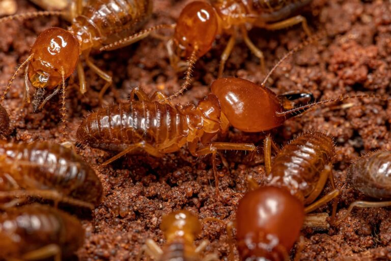 Do Termites Serve A Purpose?