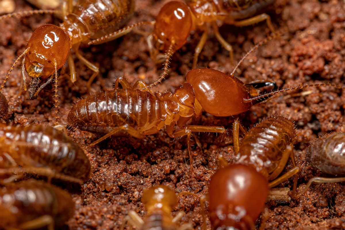 Close-up photo of termites.