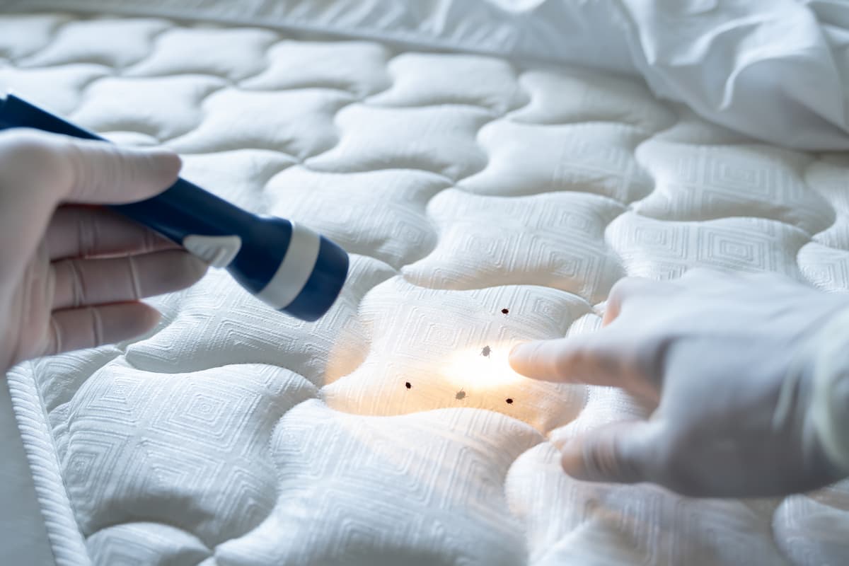 Bed bugs were detected on the mattress using a flashlight. 