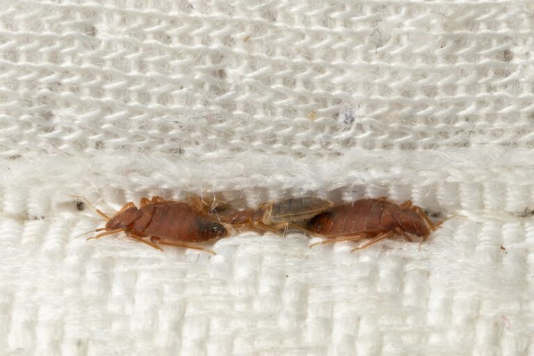 Do Bed Bugs Eat Each Other?