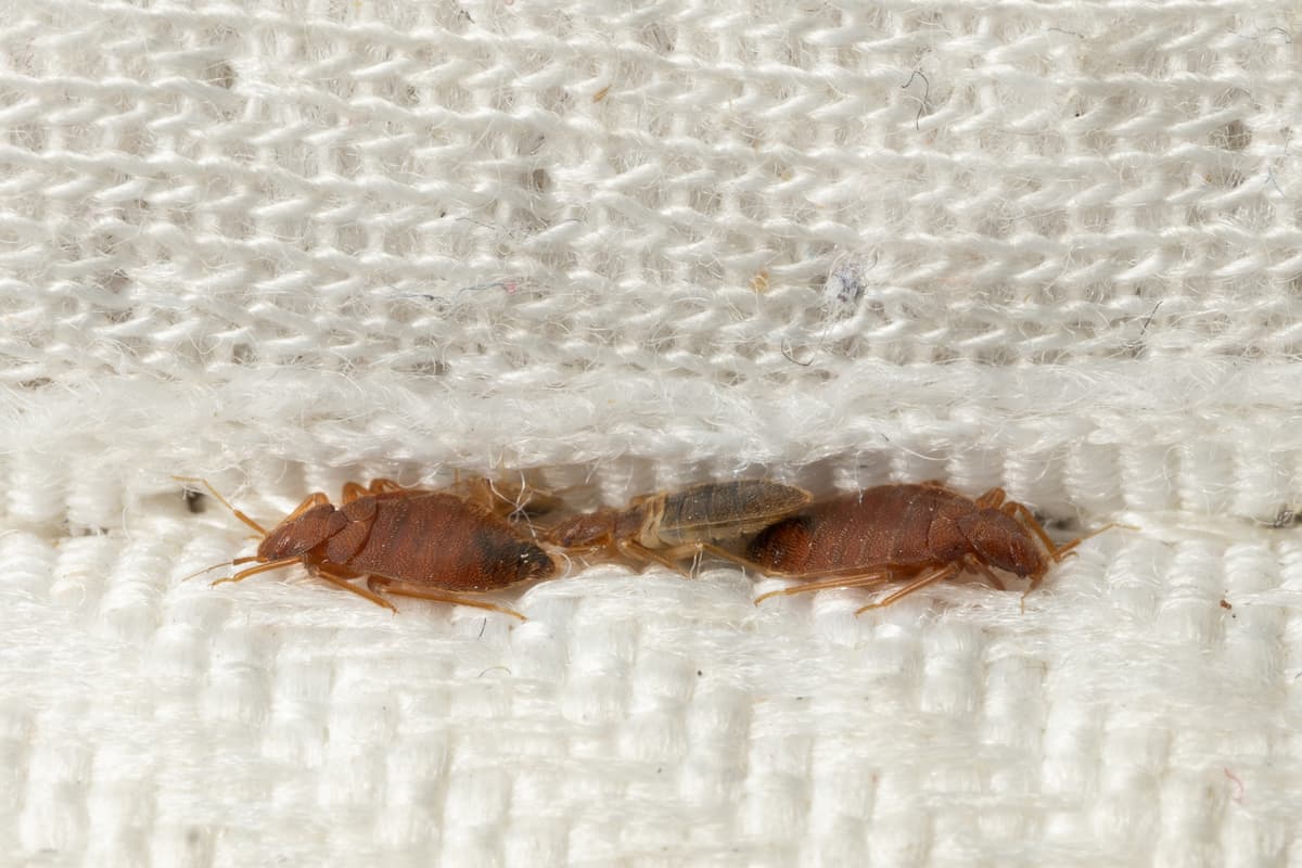 Bed bugs hiding on a mattress. 