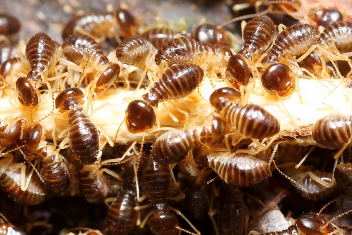 Group of termites in their colony. 
