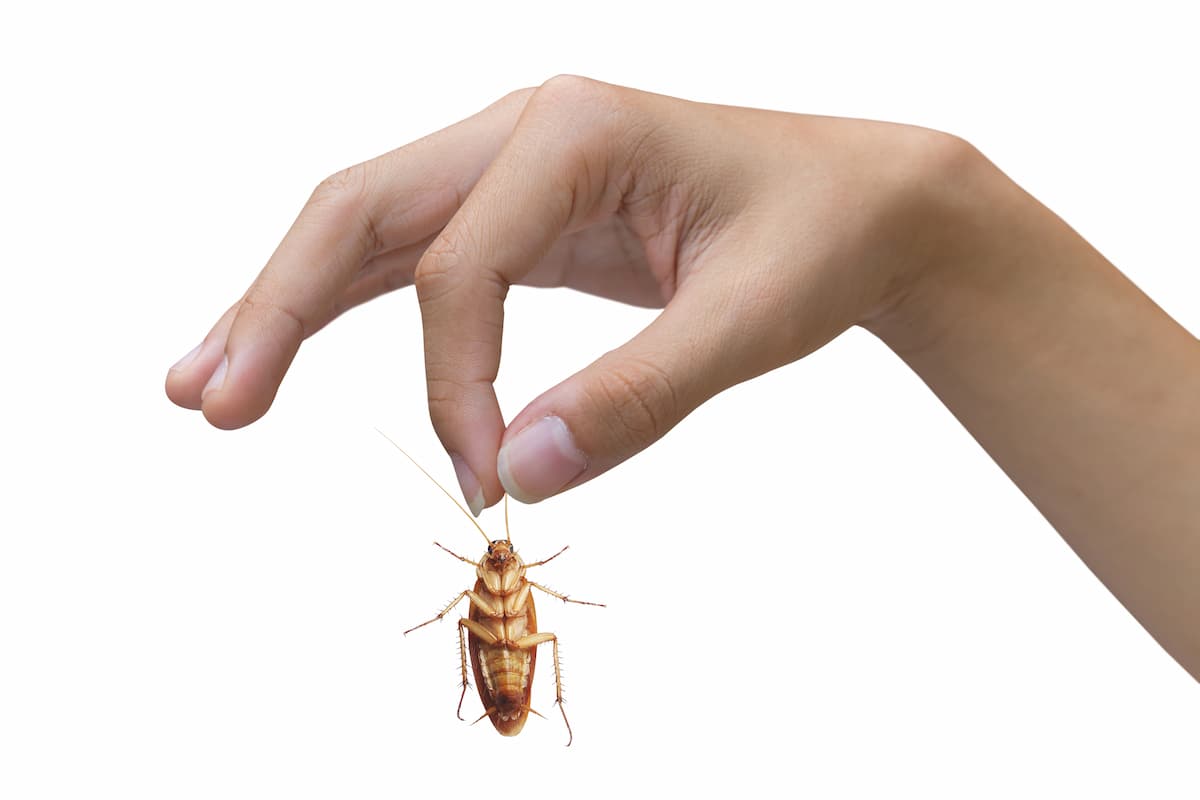 A person's hand holding a cockroach on a white background. 