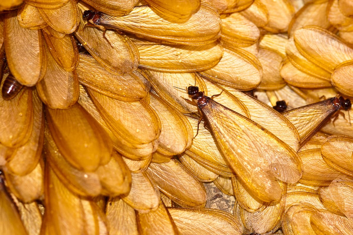 Close-up photo of swarmer termites.