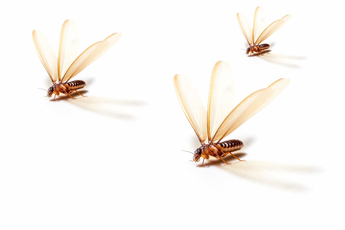Three winged termites on a white background. 