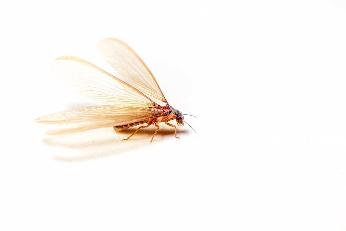 Close-up photo of a winged termite on a white background.