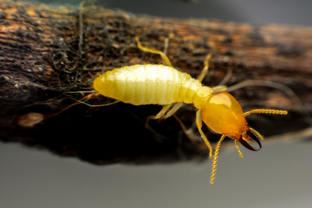 Close-up photo of a termite eating wood.