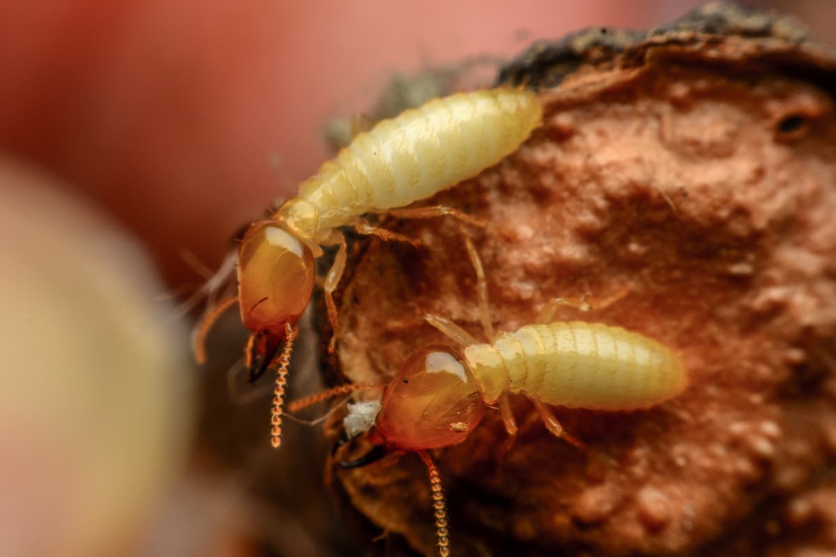 Close-up photo of two termites eating wood.
