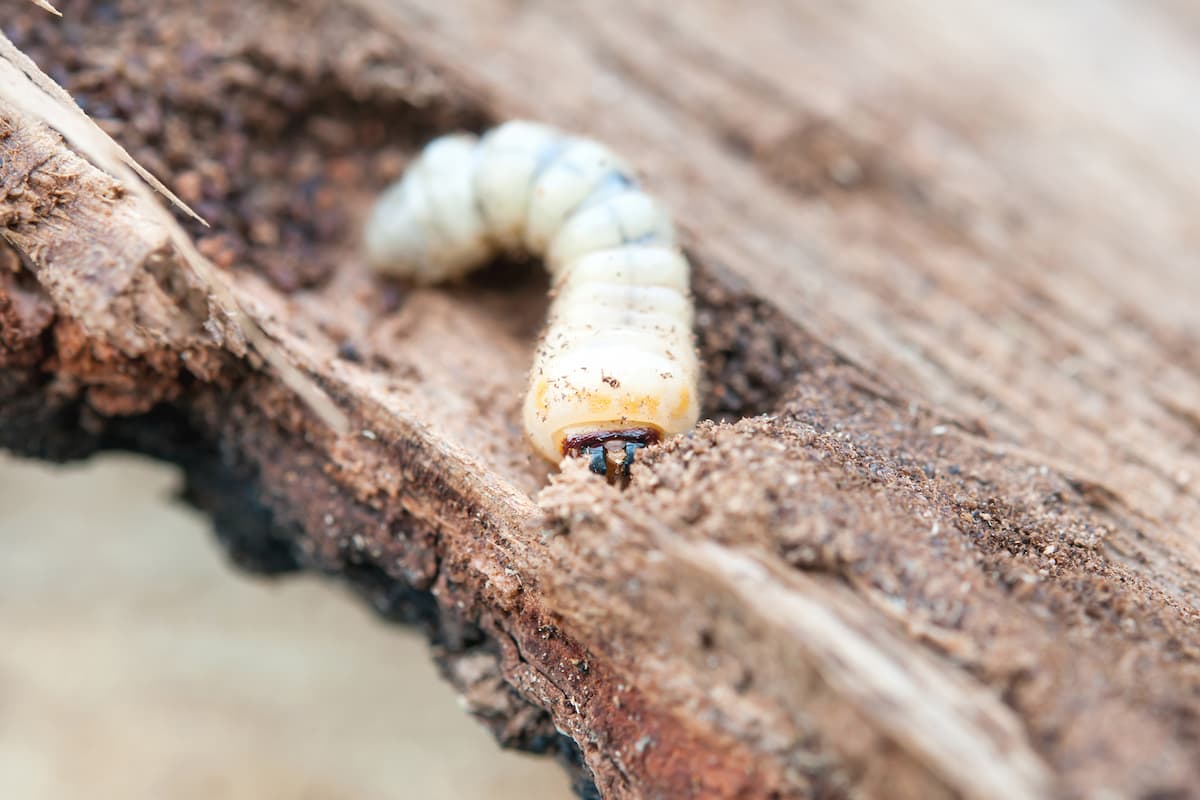 Close-up photo of a borer eating wood.
