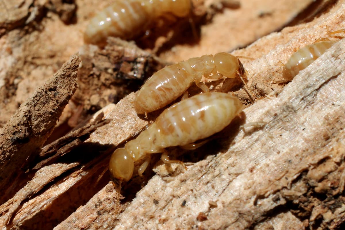 Close-up photo of termites eating wood. 