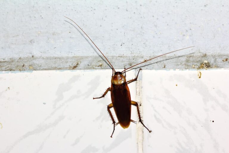 Can Cockroaches Climb Walls?