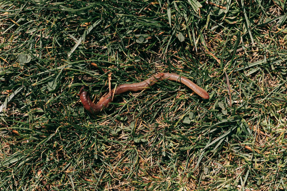 Close-up photo of an earthworm on grass. 