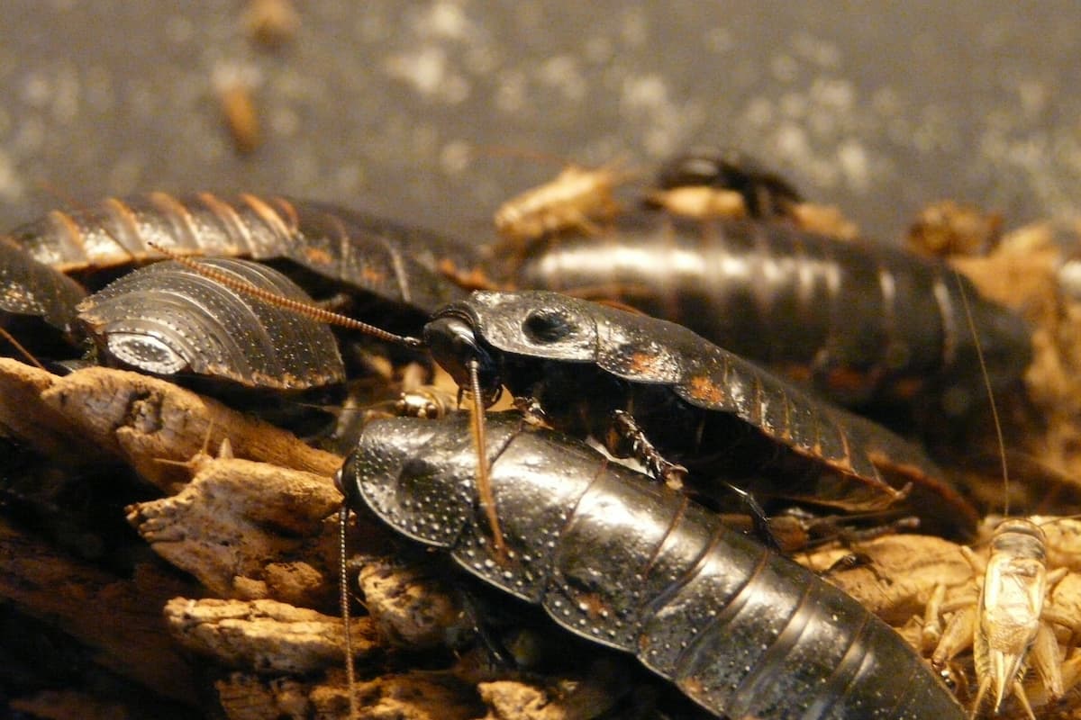 Photo of hissing cockroaches on wood with other insects. 
