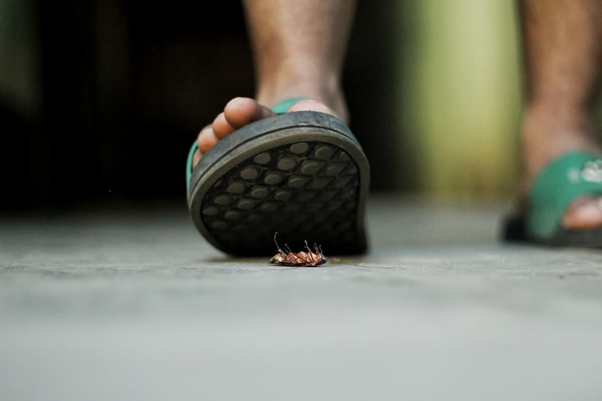 A man wearing a pair of slides trying to walk on a cockroach.