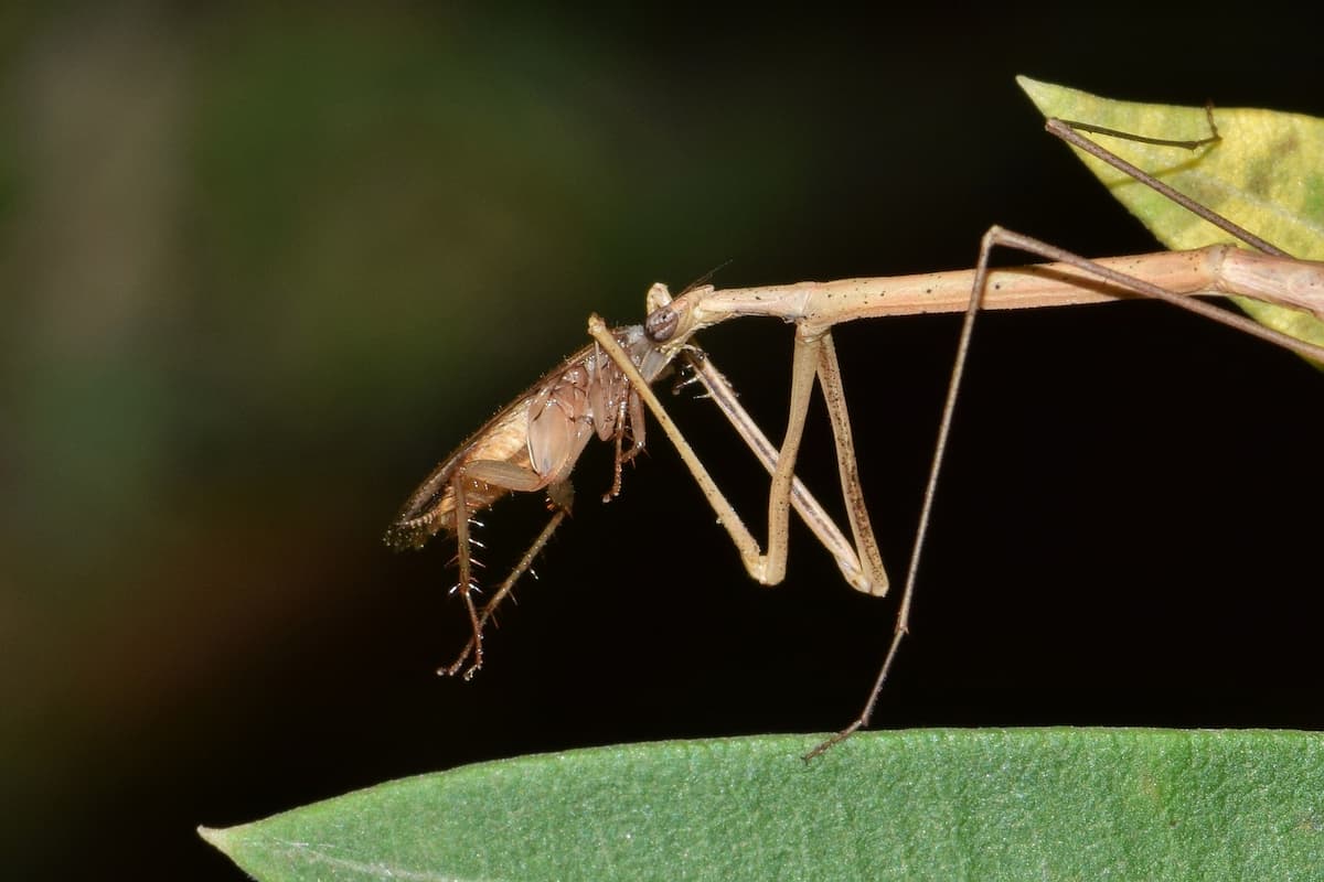 Close-up photo of a stick insect eating the cockroach's head. 