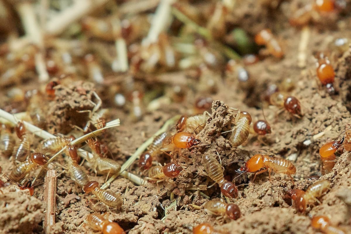 Close-up photo of termites. 
