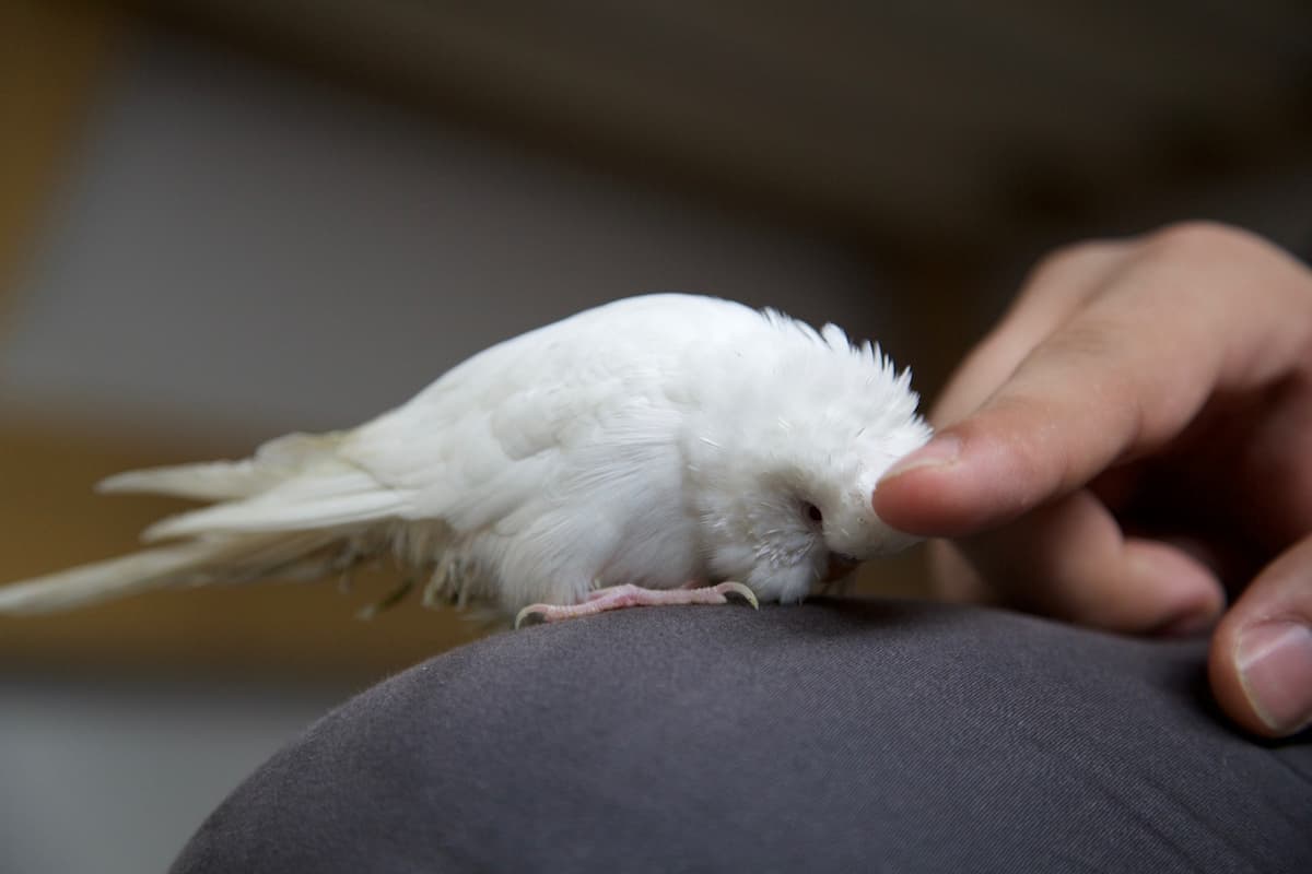 A hand stroking the white parrot's head. 