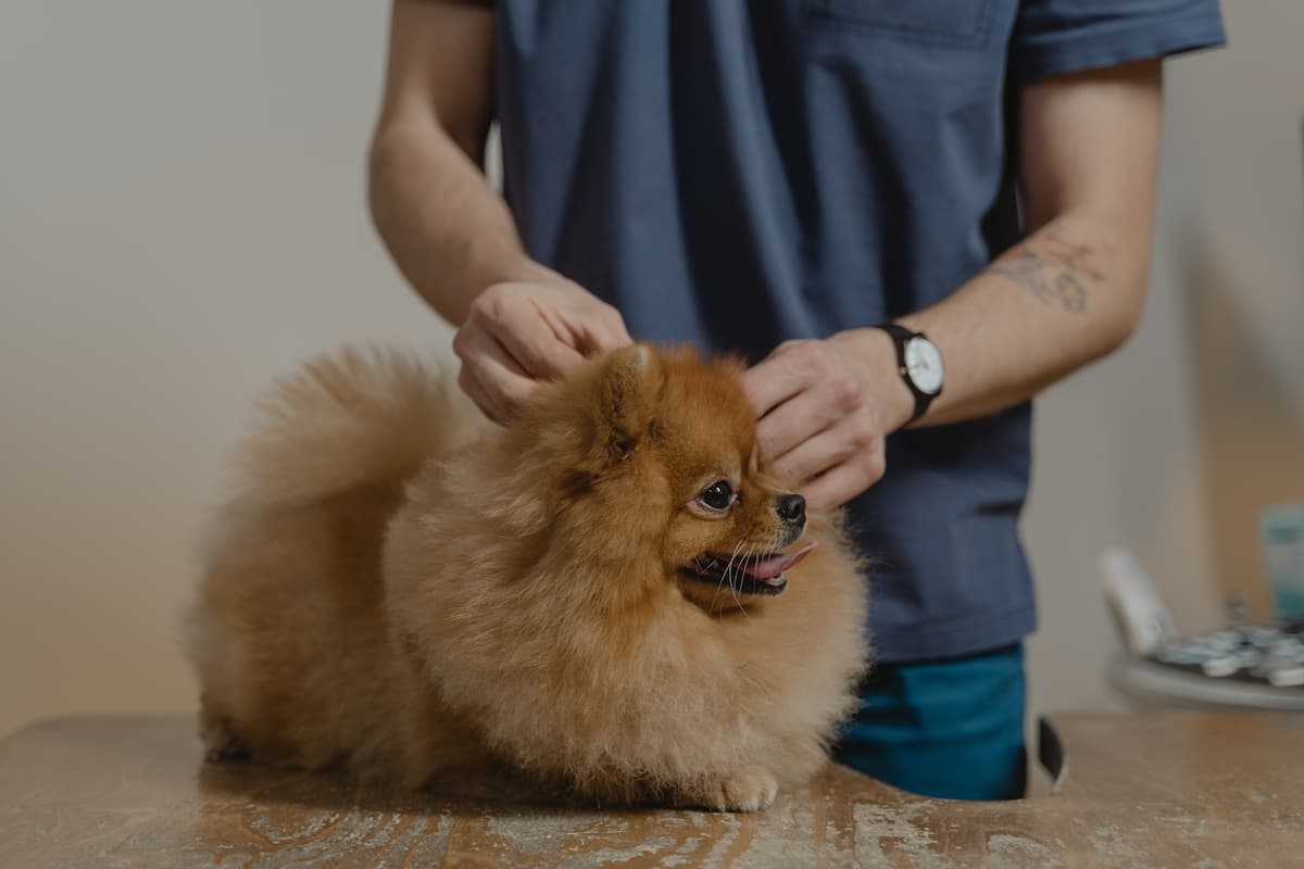 A person holding a brown Pomeranian. 